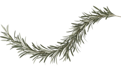 Isolated olive branch greenery is curved and fresh for spring and wedding themes alike