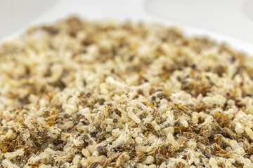 A close-up image showing a dense cluster of ant larvae, pupae, and adult ants. The scene captures the intricate details of their