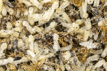 Closeup macro photograph showing a dense cluster of ant larvae, pupae, and worker ants covered in fine white particles