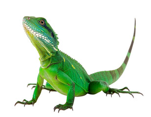 Obraz premium Vibrant green chinese water dragon lizard posing on a transparent background isolated on transparent background