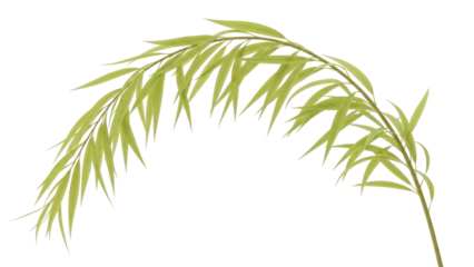 Isolated sprig of green leaves curves gently from top left to lower right, botanic element