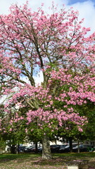 Naklejka premium pink blossom