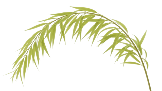 Isolated sprig of green leaves curves gently from top left to lower right, botanic element