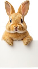 Fototapeta premium A charming little rabbit with soft, fluffy fur peers curiously over a blank sign that is set against a clean white background