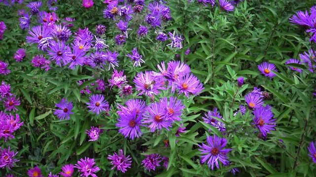 a bee on purple asters