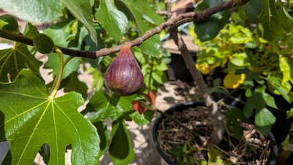 Ripe fig attached to tree branch close-up with green leaves, purple skin. Home-grown garden potted plants, raw healthy colorful food. Horticulture edible fruit detail, organic growth seasonal produce.