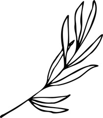 Vector hand drawn lavender leaf illustration isolated on a white background.