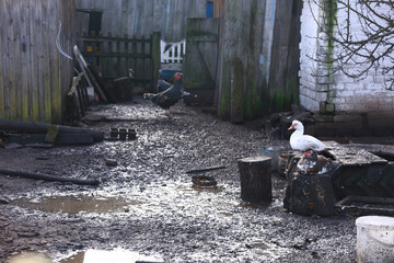 raising birds in the village. a dirty yard with birds
