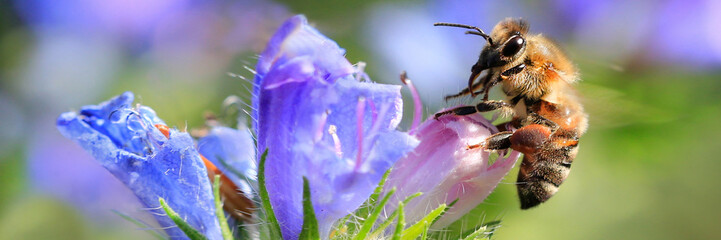 Honigbienen (Apis)  auf blauer Blüte, Panorama  © Aggi Schmid
