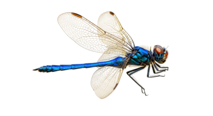 Isolated Vivid Blue Dragonfly Close Up on Seamless Backdrop with Intricate Wing Detail Pattern