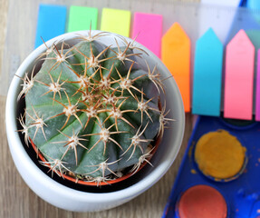 top-down of a small round cactus, symmetrical pattern of the cactus spines and ribs, surrounded by colorful index tabs or sticky notes in the background - home office, study, or desk environment