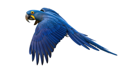 Isolated Hyacinth Macaw soaring high in the sky with vibrant blue feathers spreading wings
