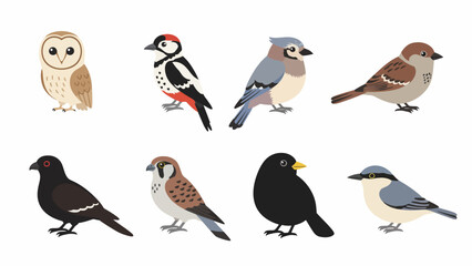 Collection of eight different bird species illustration on white background