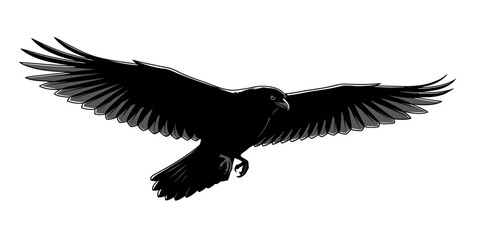 Dramatic silhouette of a raven in flight against a white background