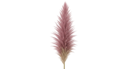 Isolated dried pampas grass plume, pale pink flower spike for interior design elements