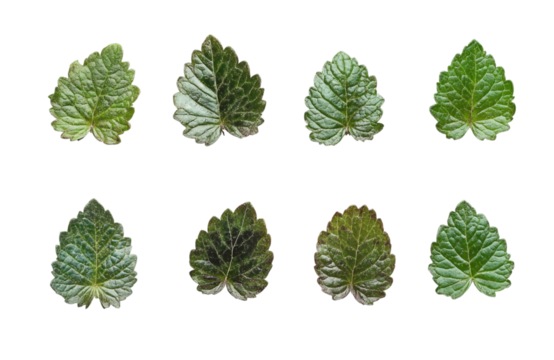 Collection of eight intricately carved green leaf shaped gemstones on a transparent background
