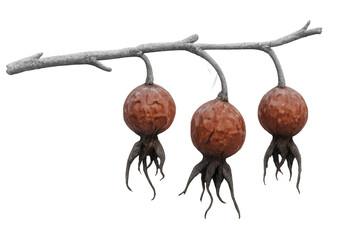 Three wrinkled rose hips hanging from a bare winter branch, symbolizing the cycle of life, dryness, and natural elements