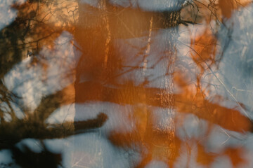 Double exposure of oak tree winter leaves with trunk for nature artistic backdrop.
