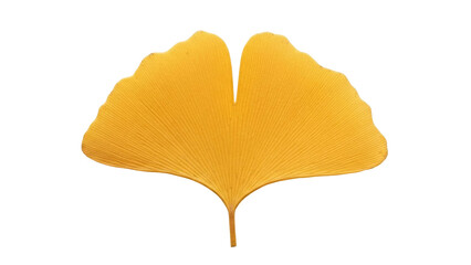 Naklejka premium Isolated ginkgo leaf, autumnal beauty, golden yellow, a symbol of longevity, fall foliage