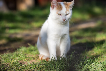 The image captures a peaceful autumn atmosphere and the natural behavior of a domestic feline...