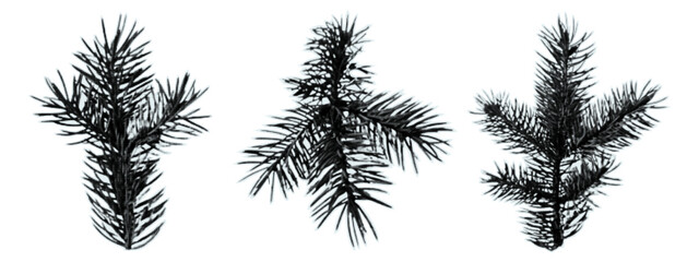 A pine branch on a piece of torn paper for collage and scrapbook design. A sticker with a spruce tree, a conifer with needles, and juniper cut out from a magazine. Halftone vector illustration.