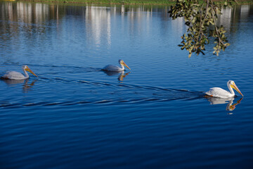 Three White Pelicans Gliding On Calm Blue Lake Near Riverside Park Crescent Lake in St. Petersburg, FL. Conveying peace, wildlife, and natural beauty near an urban setting.
