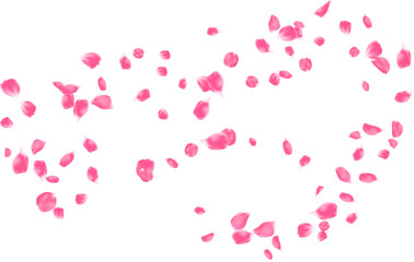 Rose petals floating wind line isolated. Spa aroma fresh. Pink flower flying
