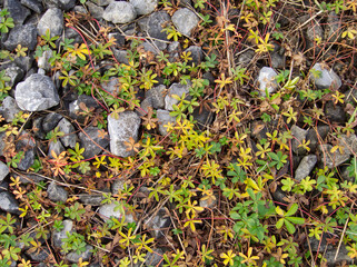 moss on the rocks