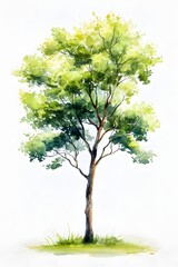 Watercolor painting depicts a lush, leafy tree standing tall against a bright white background