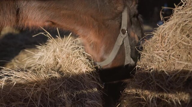 equine feeding details, closeup of horse chewing hay, detailed view of horse eating hay with nostril flare, intimate shot capturing horse chewing straw under warm stable illumination