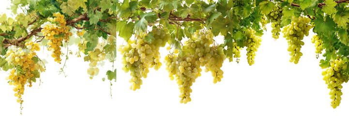 Set of Smooth and glossy ripe grapes arranged symmetrically on white on transparent png background. Ai generated