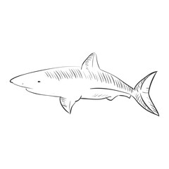 Hand drawn tiger shark