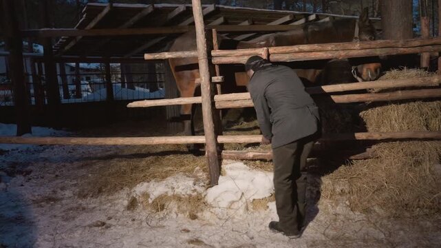 winter barnyard animal tending, rural farmer nurtures livestock during cold winter evening hours, agricultural worker diligently looks after farm animals in chilly winter night setting