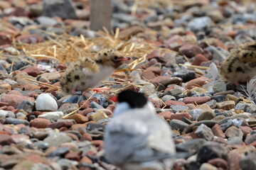 common tern