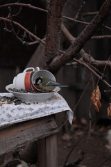 great spotted woodpecker