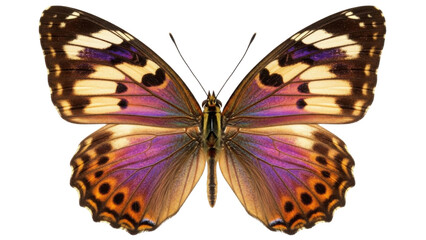 Fototapeta premium Colorful purple and orange butterfly isolated PNG with Transparent Background