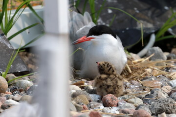 common tern
