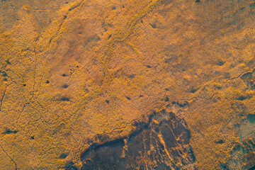 Top-down aerial view of a large, dark fire scar across a field of golden reeds, illustrating environmental damage and the risk of wildfire.