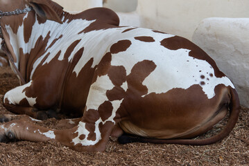 View of spotted cattle in a corral. The coat is white speckled with brown spots.