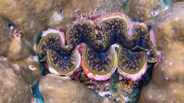 Closeup Of Giant Clam At The Bottom Of The Sea. Underwater footage captures a colorful giant clam likely Tridacna maxima. The intricate patterns and textures of the clam's mantle (Tridacna gigas).