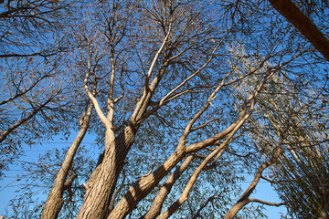 Branches of a tall tree stretch upward against a vibrant blue sky.