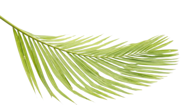 Lush palm frond isolated for tropical designs, bringing vibrant nature indoors with its exotic leaf detail and fresh, botanical style for your creative projects