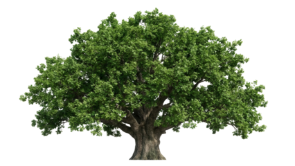 Majestic tree with lush green foliage, a symbol of nature's resilience and beauty perfect for adding a touch of organic charm to your next project