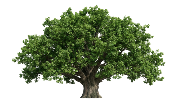 Majestic tree with lush green foliage, a symbol of nature's resilience and beauty perfect for adding a touch of organic charm to your next project