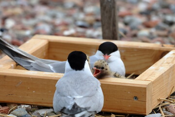 tern chicks