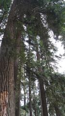 Obraz premium Low-angle shot of a massive cedar tree trunk with rough bark in a dense forest, scale concept.