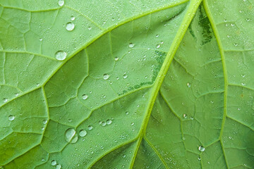 Frangipani dew leaf after rain, Beautiful nature dew in the morning, Macro close up shot of green leaves of plants with water drops on them with a green background with out of focus vegetation.
