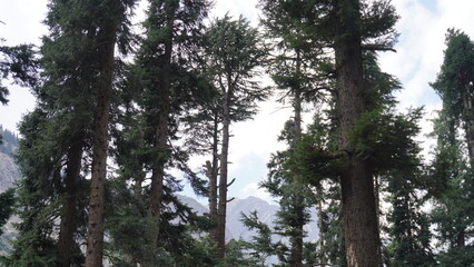 Natural landscape of tall evergreen trees and mountain peaks against a light blue sky, layered concept.