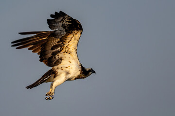 Osprey in flight