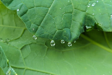 Frangipani dew leaf after rain, Beautiful nature dew in the morning, Macro close up shot of green leaves of plants with water drops on them with a green background with out of focus vegetation.